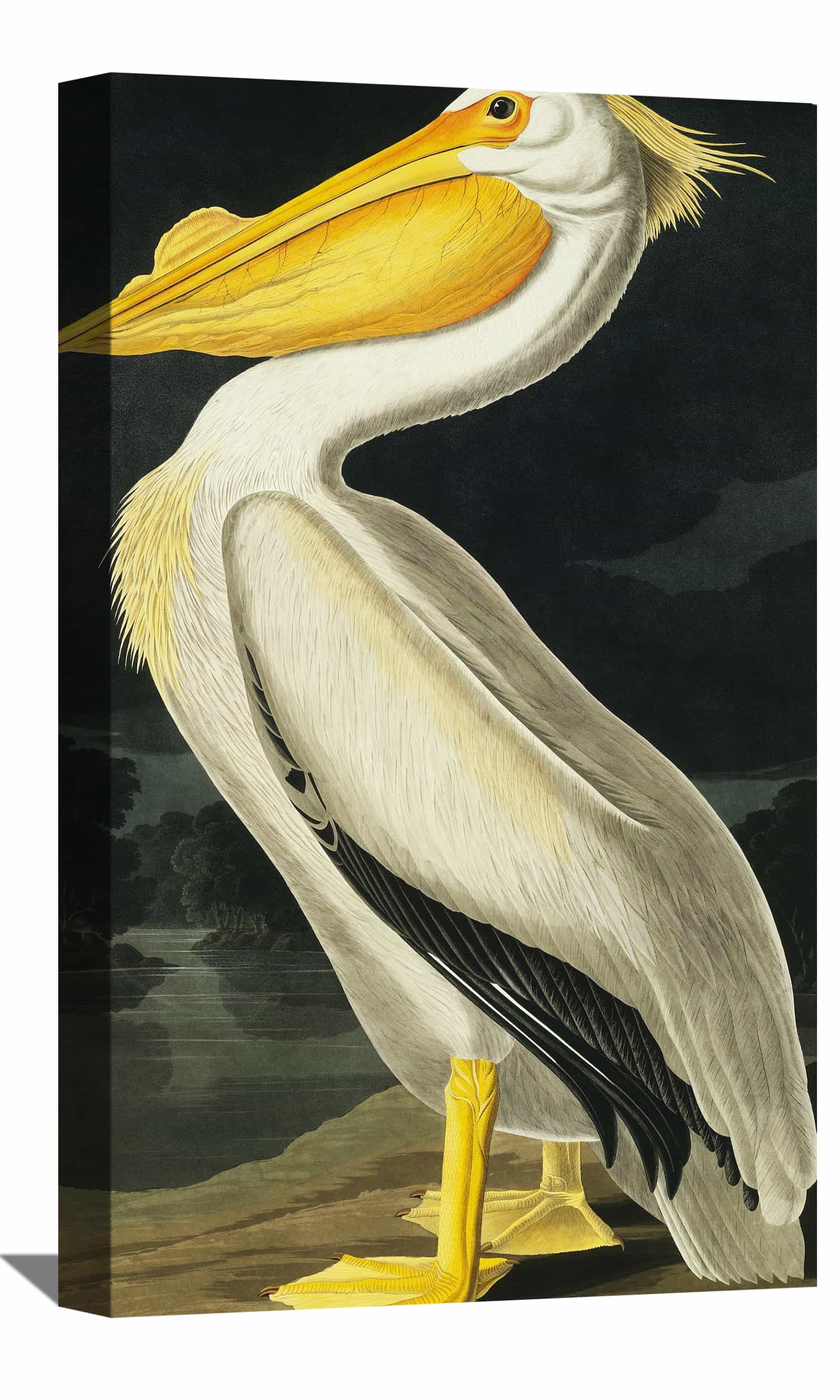 American White Pelican Canvas Wall Art American White Pelican Painting ...