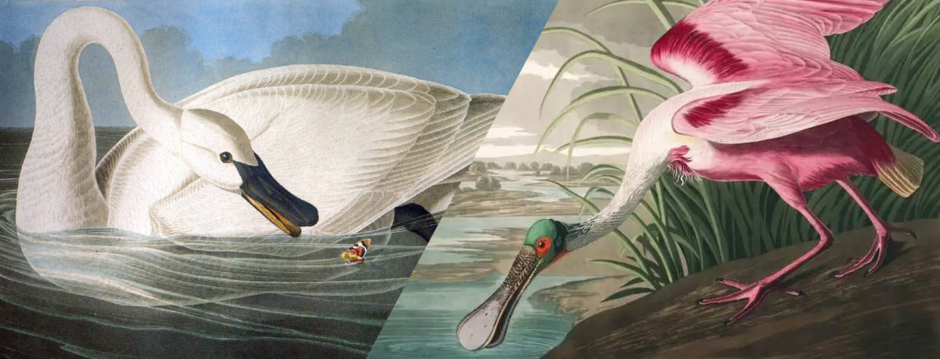 John James Audubon art