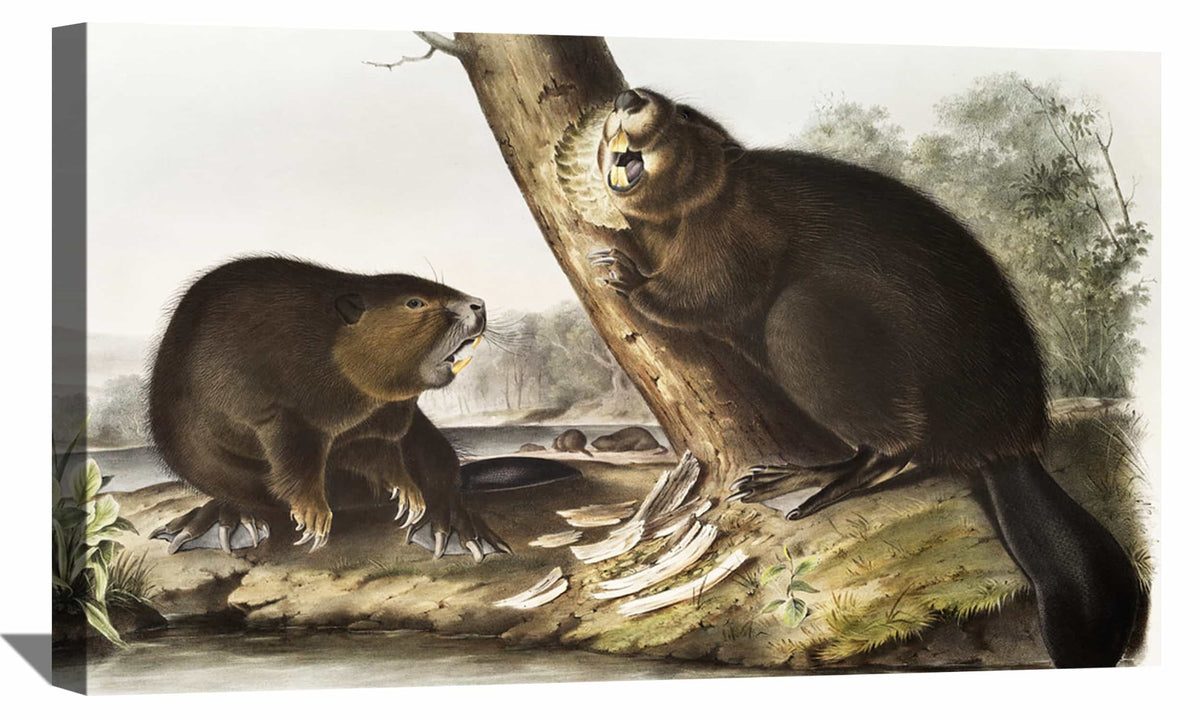 American Beaver Canvas Art