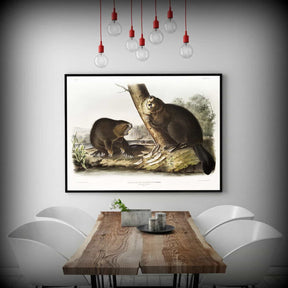 American Beaver Canvas Art