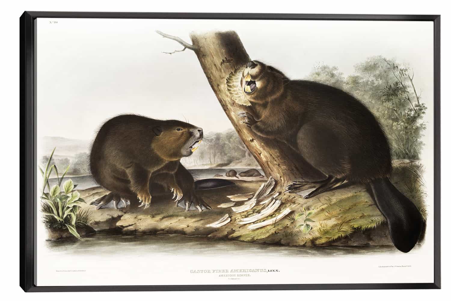 American Beaver Canvas Art