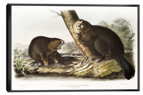 American Beaver Canvas Art