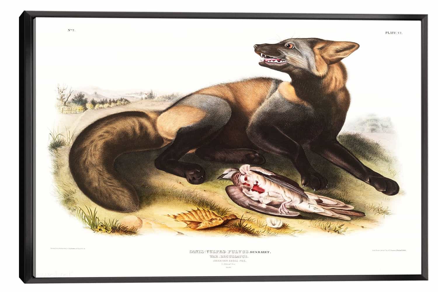 American Cross Fox Canvas Art