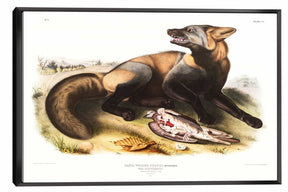 American Cross Fox Canvas Art