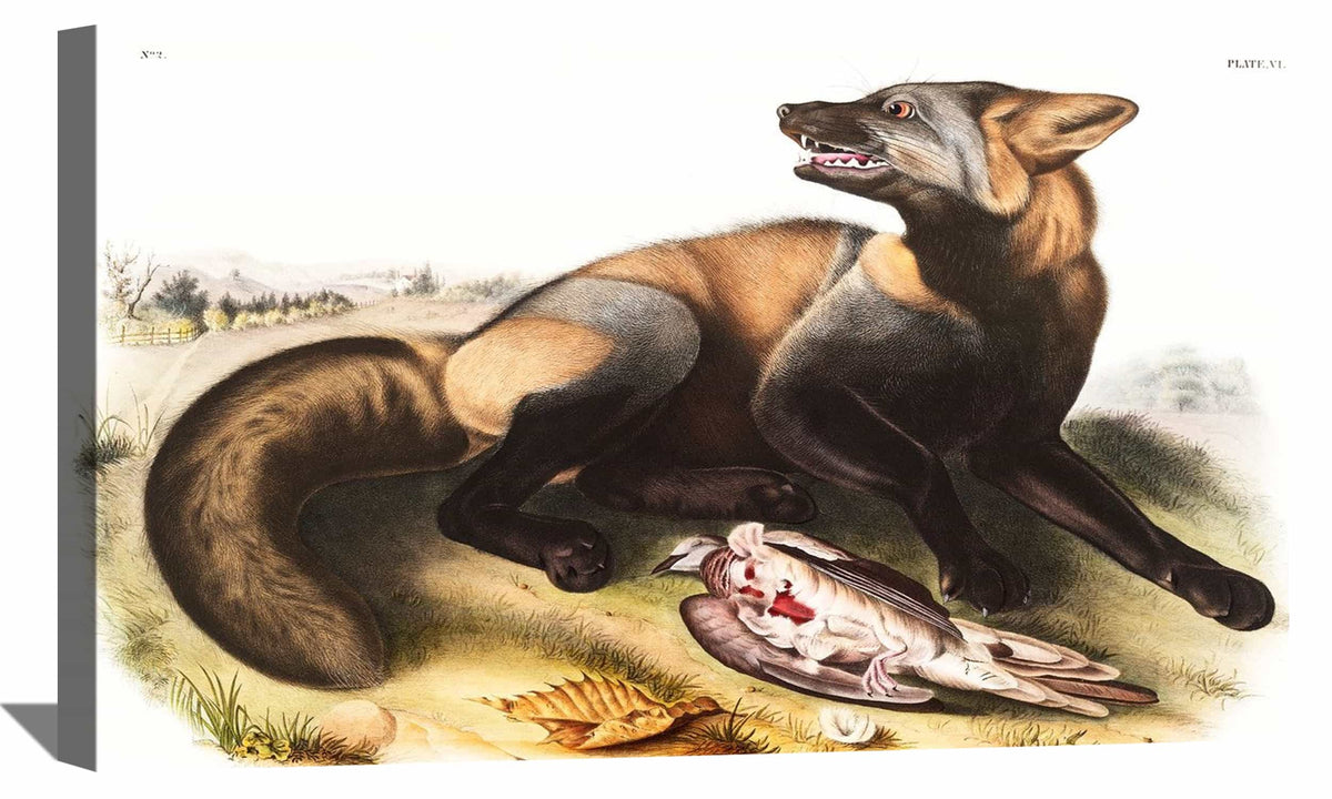 American Cross Fox Canvas Art