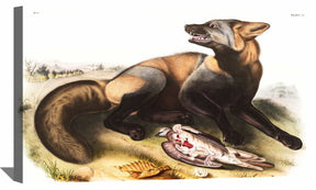 American Cross Fox Canvas Art