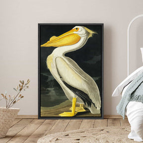 American White Pelican Canvas Art