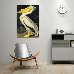 American White Pelican Canvas Art