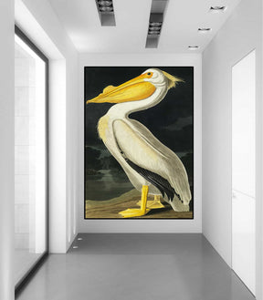 American White Pelican Canvas Art