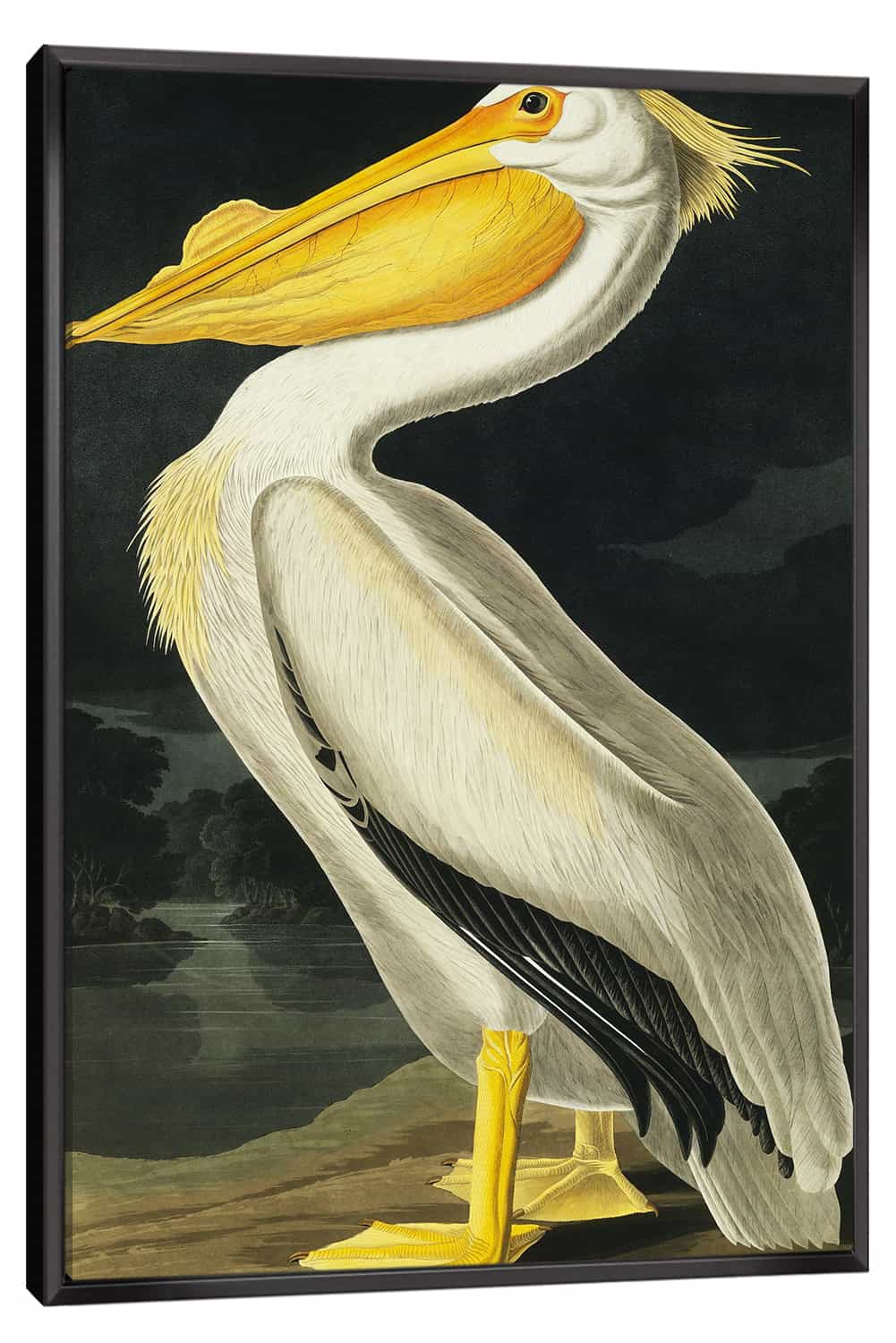 American White Pelican Canvas Art