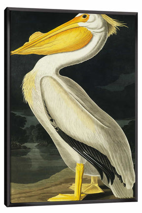 American White Pelican Canvas Art