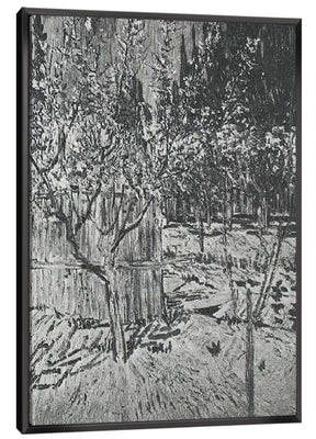 Apricot Trees in Blossom Canvas Art