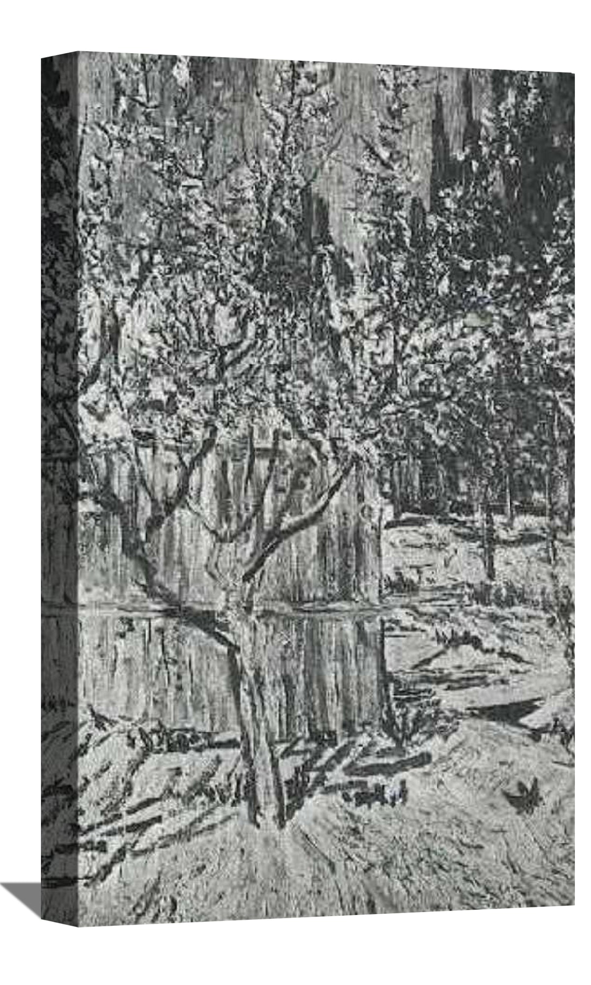 Apricot Trees in Blossom Canvas Art