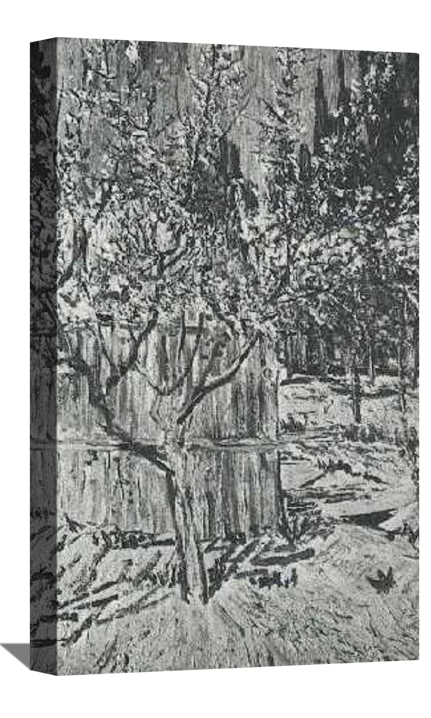 Apricot Trees in Blossom Canvas Art