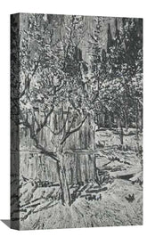 Apricot Trees in Blossom Canvas Art