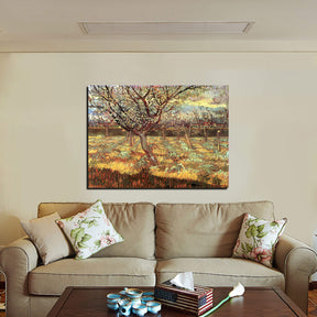 Apricot Trees in Blossom 2 Canvas Art