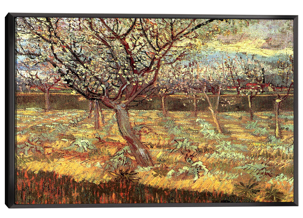 Apricot Trees in Blossom 2 Canvas Art