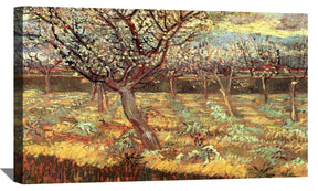 Apricot Trees in Blossom 2 Canvas Art