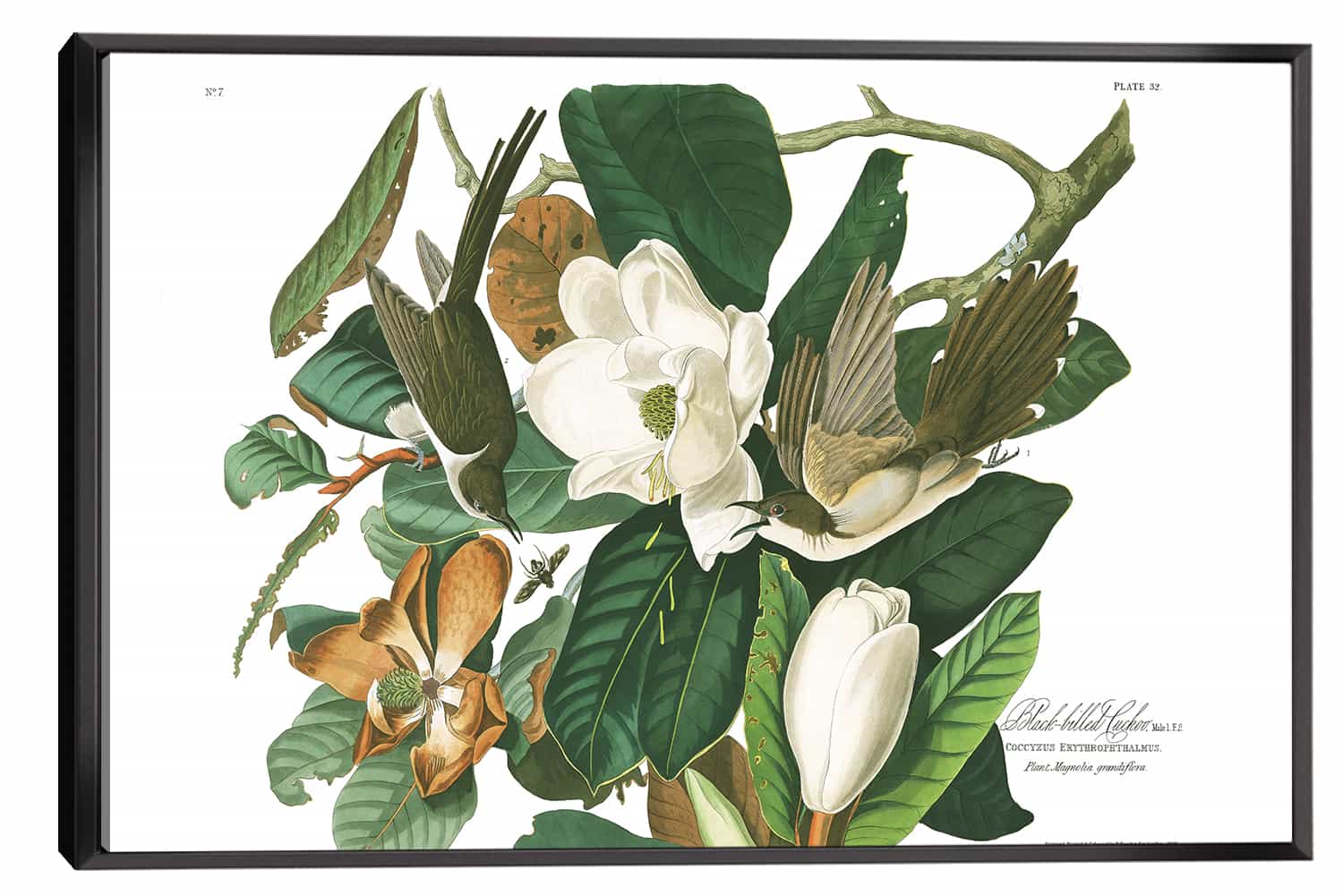 Black billed Cuckoo Canvas Art