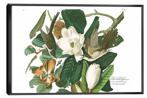 Black billed Cuckoo Canvas Art