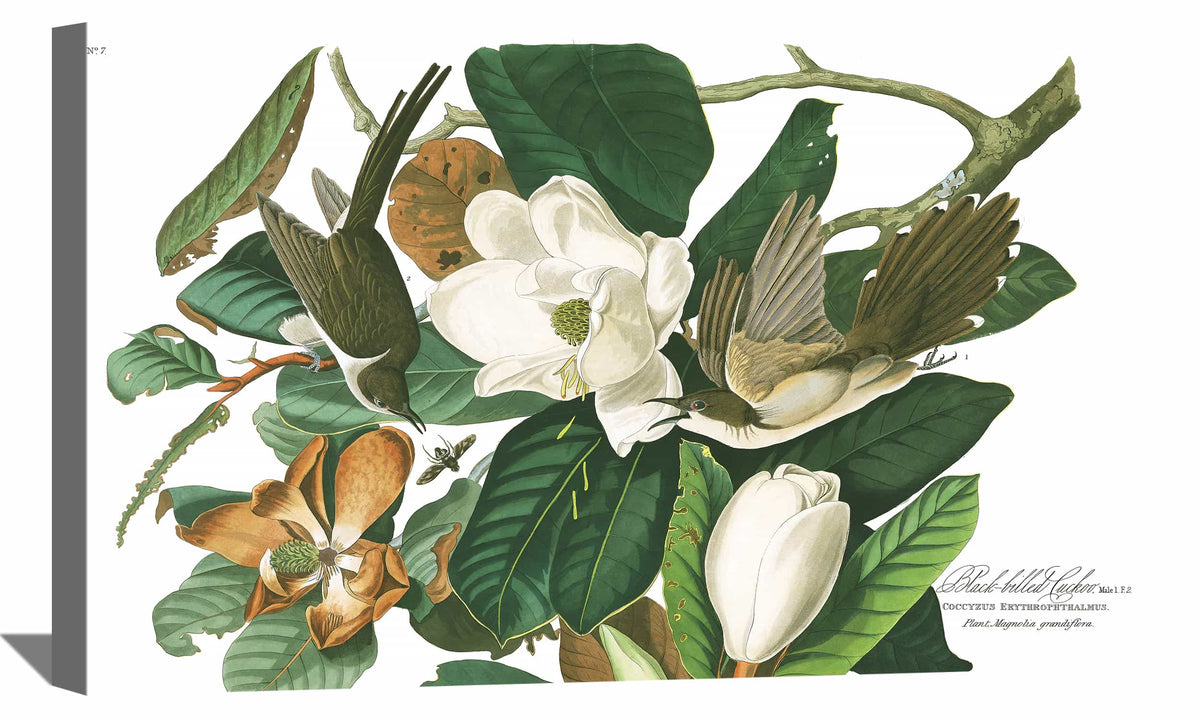 Black billed Cuckoo Canvas Art