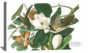 Black billed Cuckoo Canvas Art