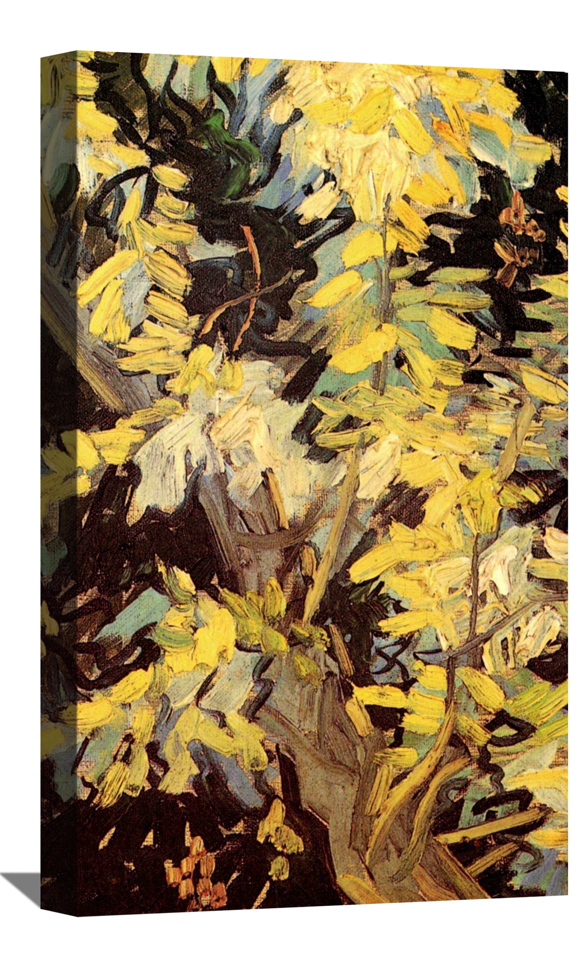 Blossoming Acacia Branches Canvas Art