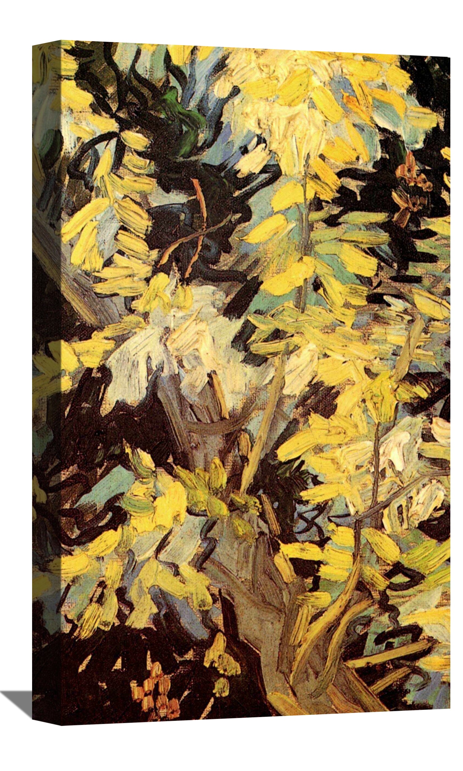 Blossoming Acacia Branches Canvas Art
