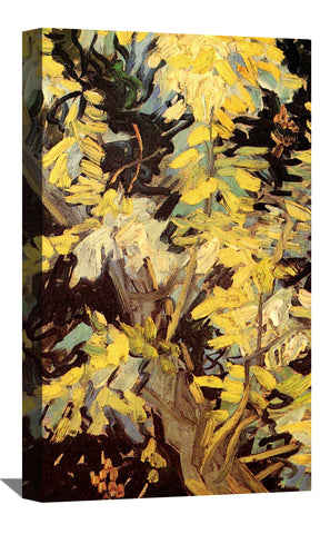 Blossoming Acacia Branches Canvas Art