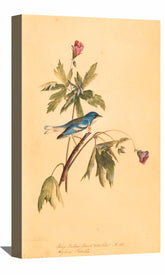 Blue Yellow Warbler Canvas Art