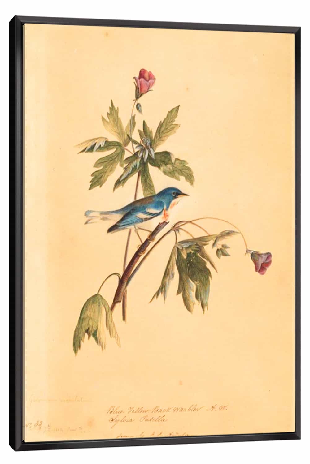 Blue Yellow Warbler Canvas Art