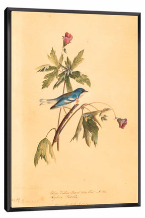 Blue Yellow Warbler Canvas Art