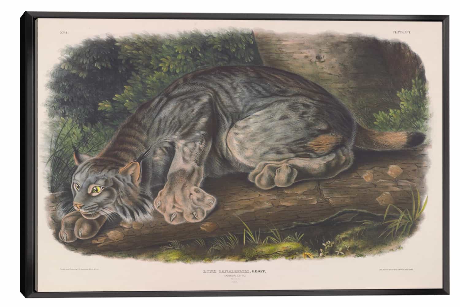 Canada Lynx Canvas Art