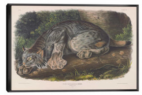 Canada Lynx Canvas Art