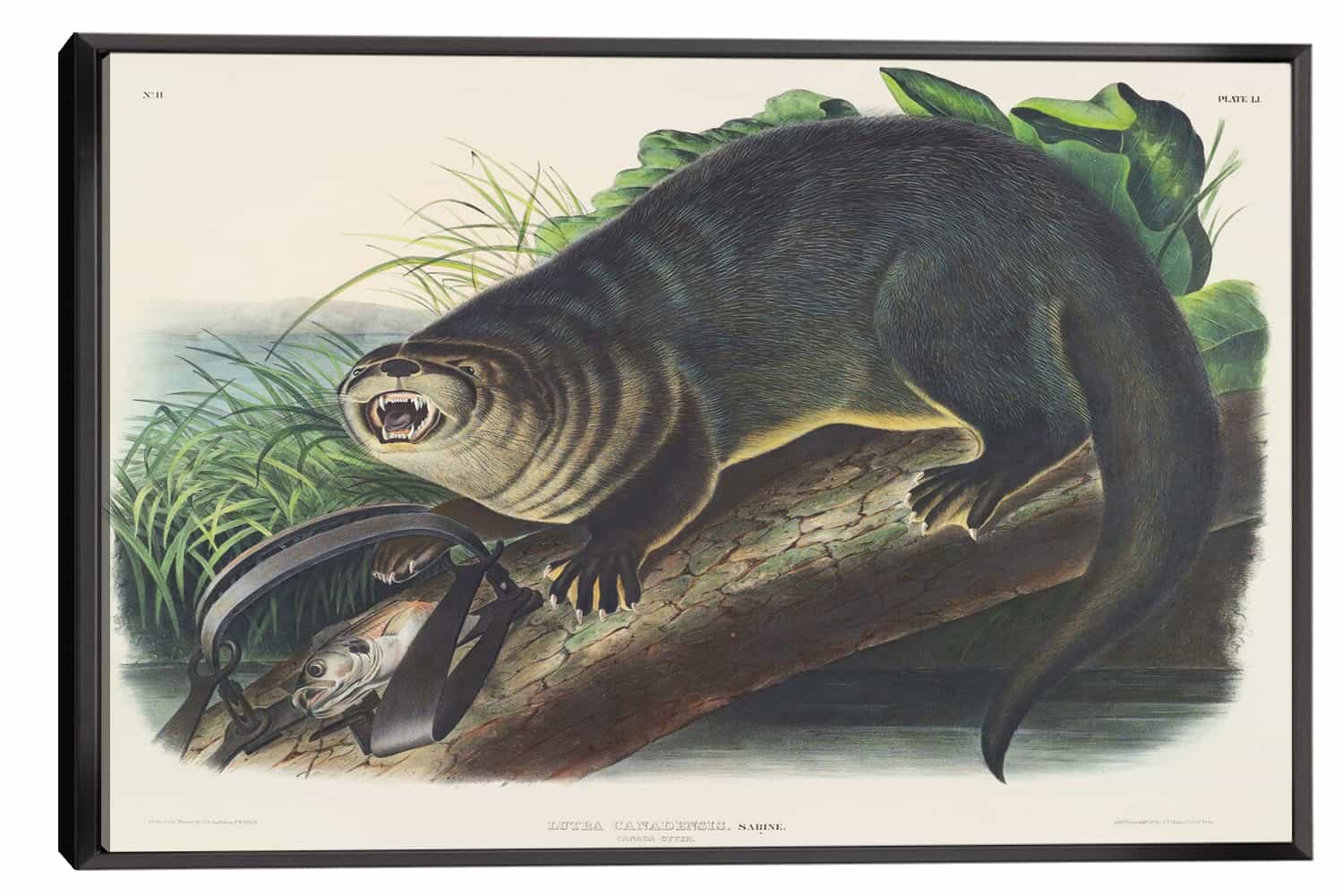 Canada Otter Canvas Art