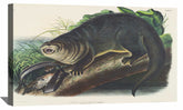 Canada Otter Canvas Art