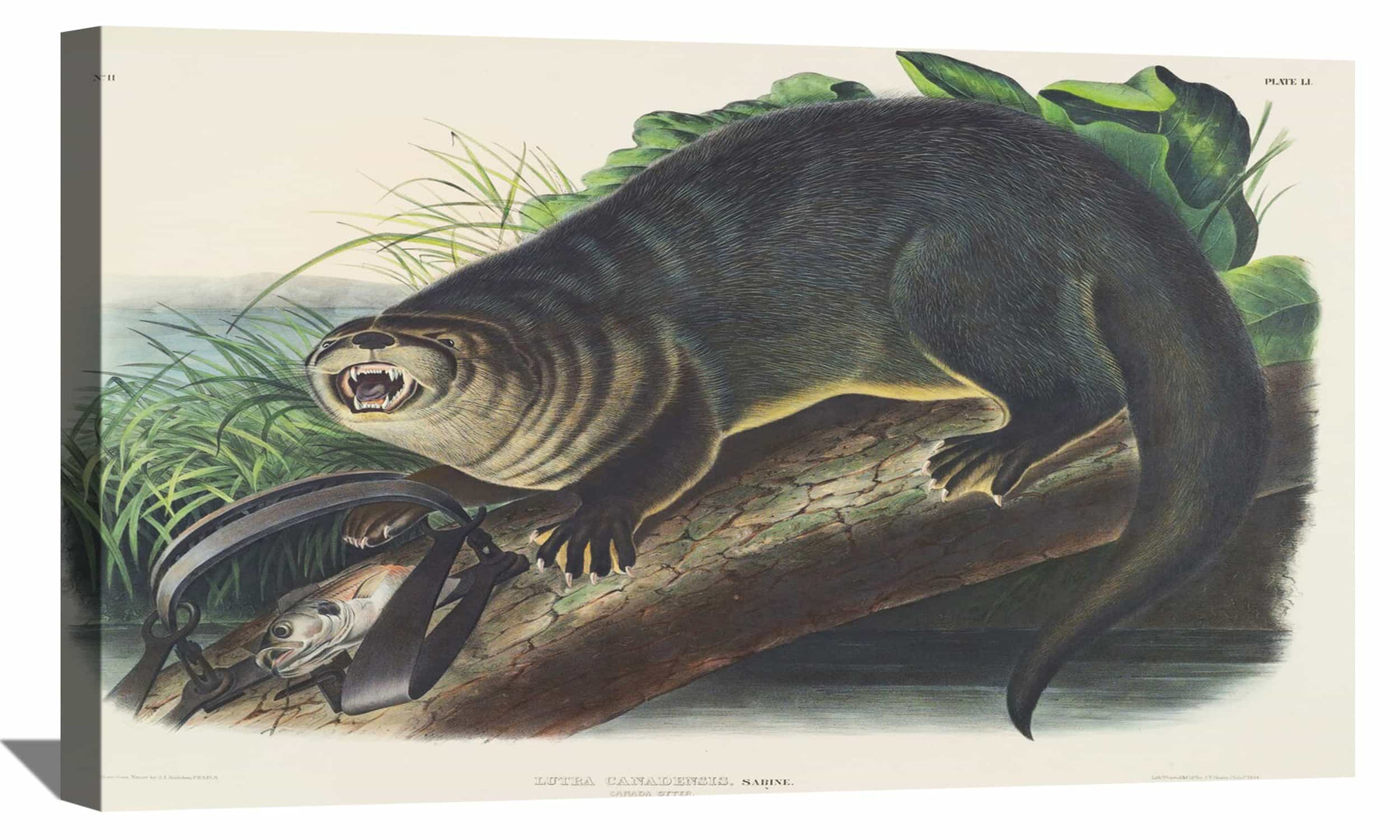 Canada Otter Canvas Art