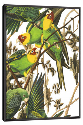 Carolina Parrot Canvas Art
