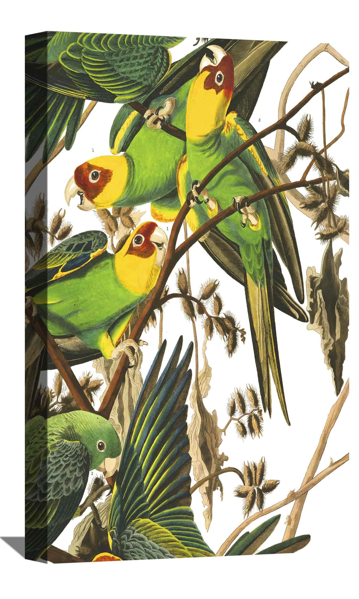 Carolina Parrot Canvas Art