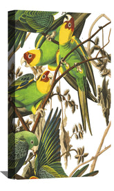 Carolina Parrot Canvas Art