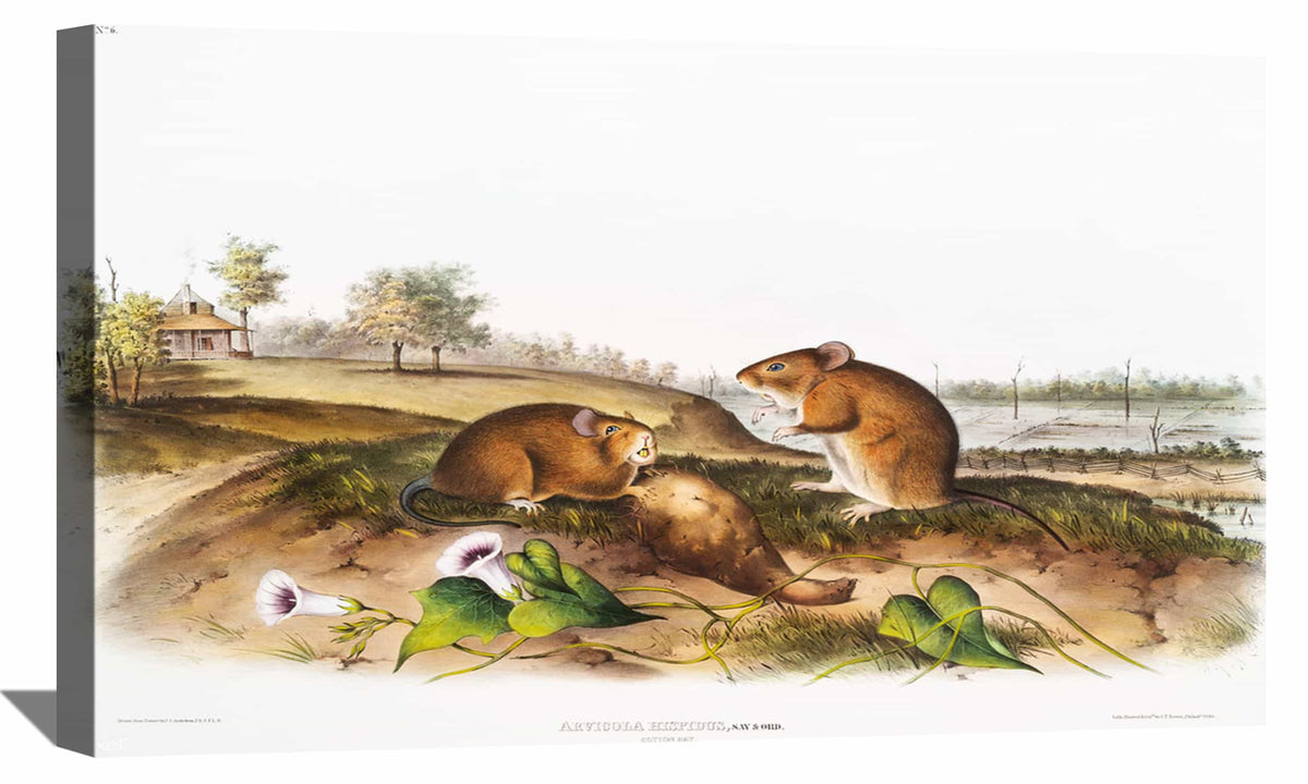Cotton Rat Canvas Art
