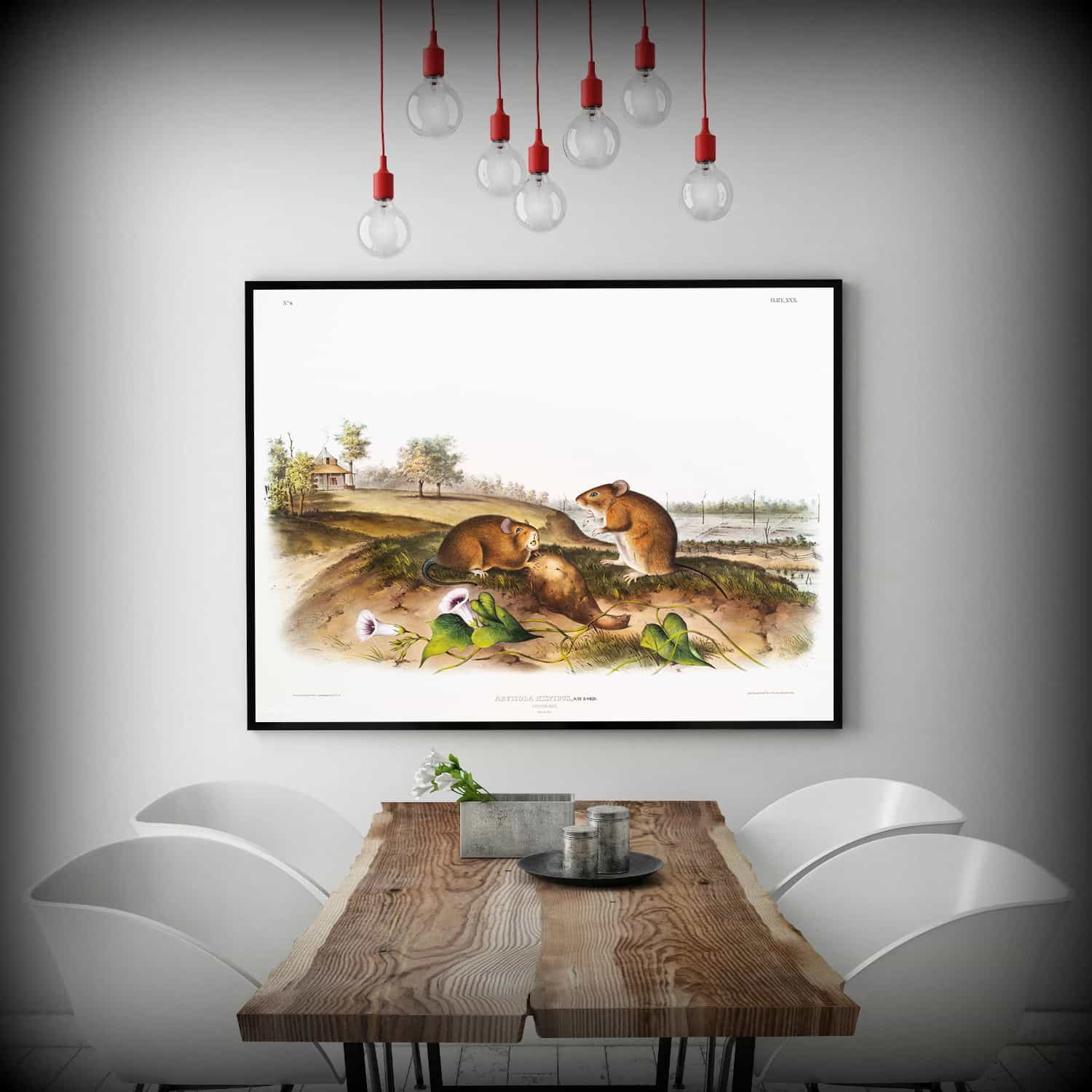 Cotton Rat Canvas Art