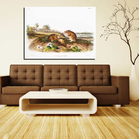 Cotton Rat Canvas Art