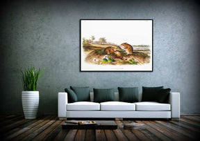 Cotton Rat Canvas Art