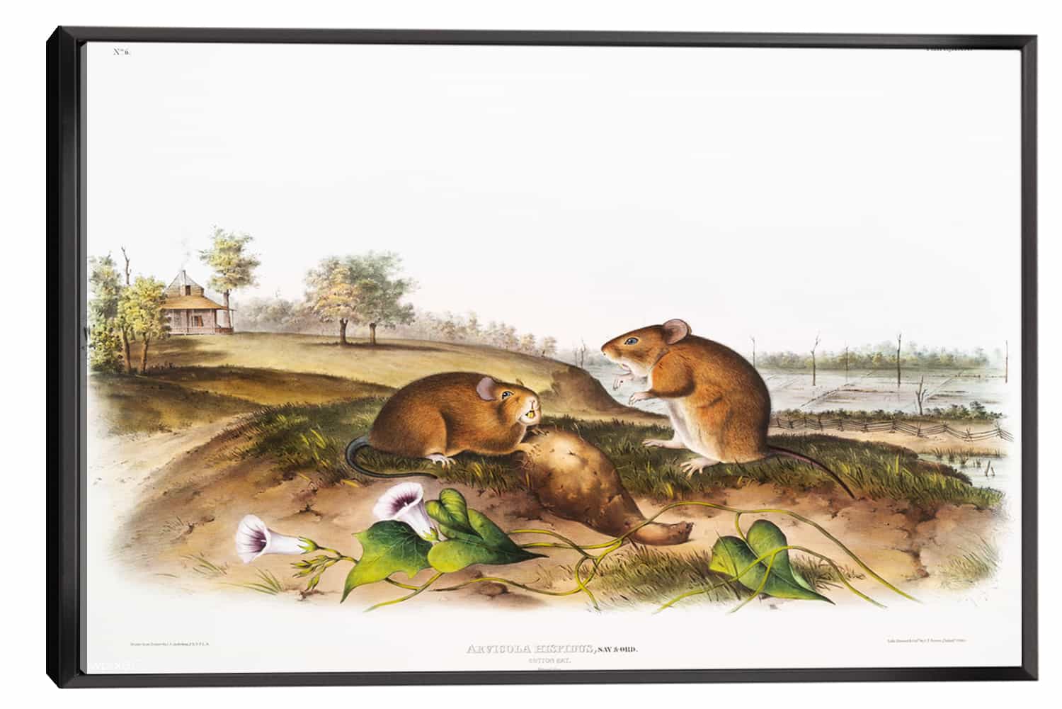 Cotton Rat Canvas Art