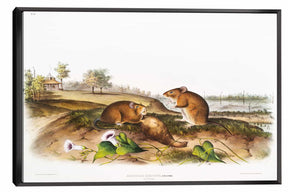 Cotton Rat Canvas Art