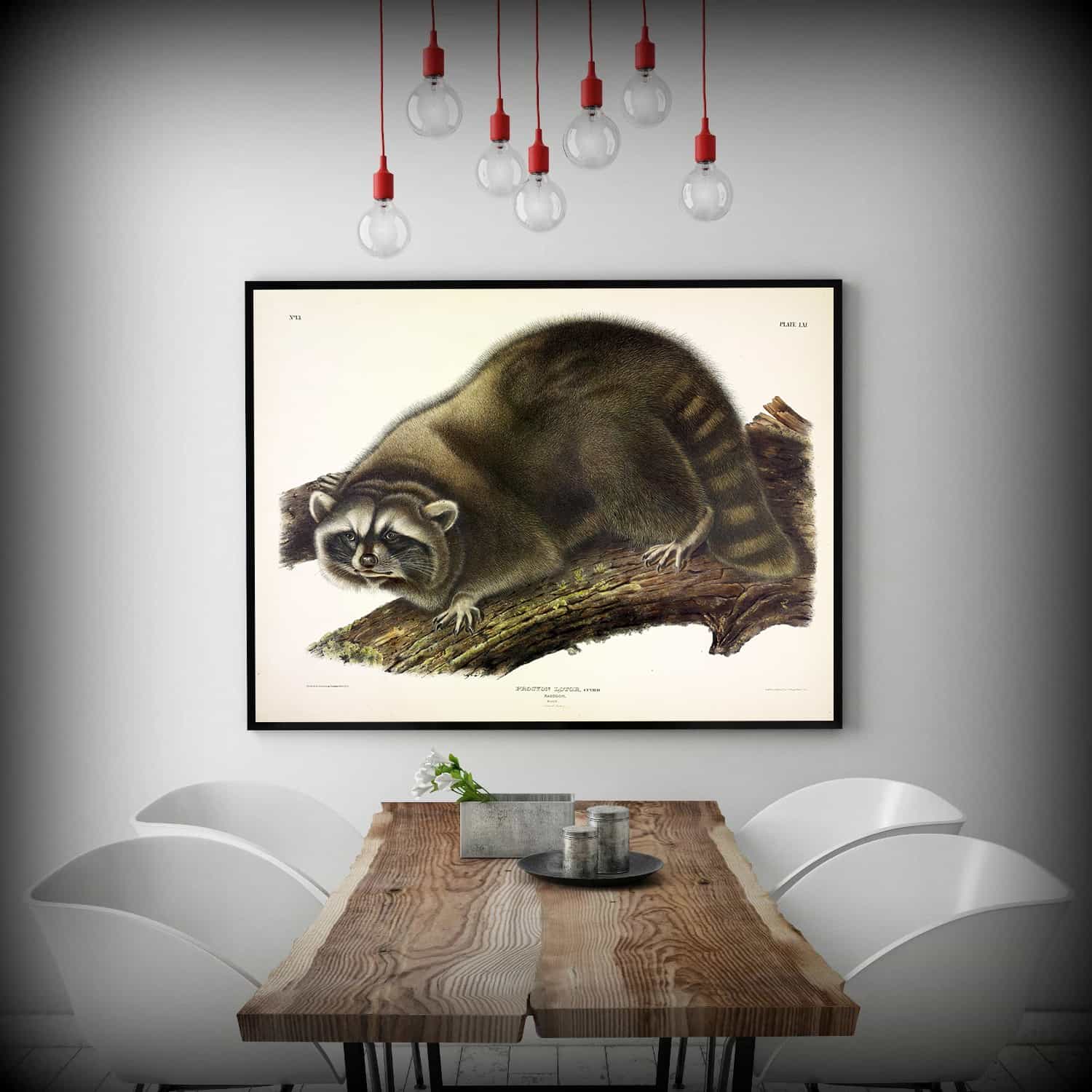 Cuvier Raccoon Canvas Art