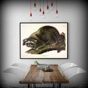 Cuvier Raccoon Canvas Art