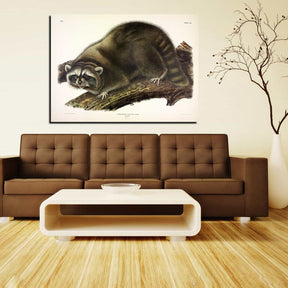 Cuvier Raccoon Canvas Art