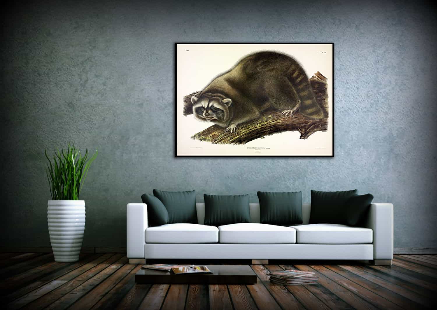 Cuvier Raccoon Canvas Art